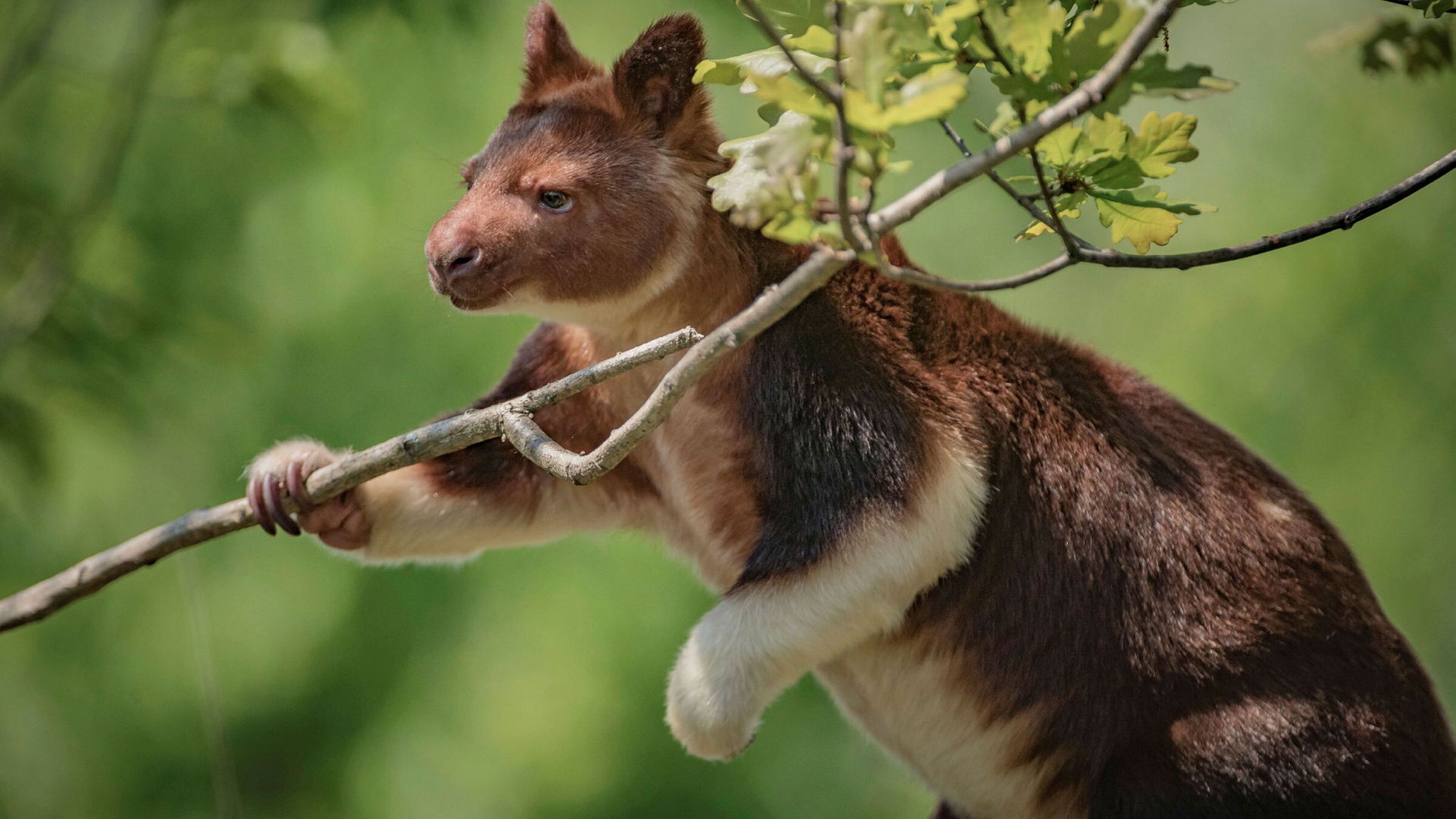 Zoo und so – Tierisch wild!