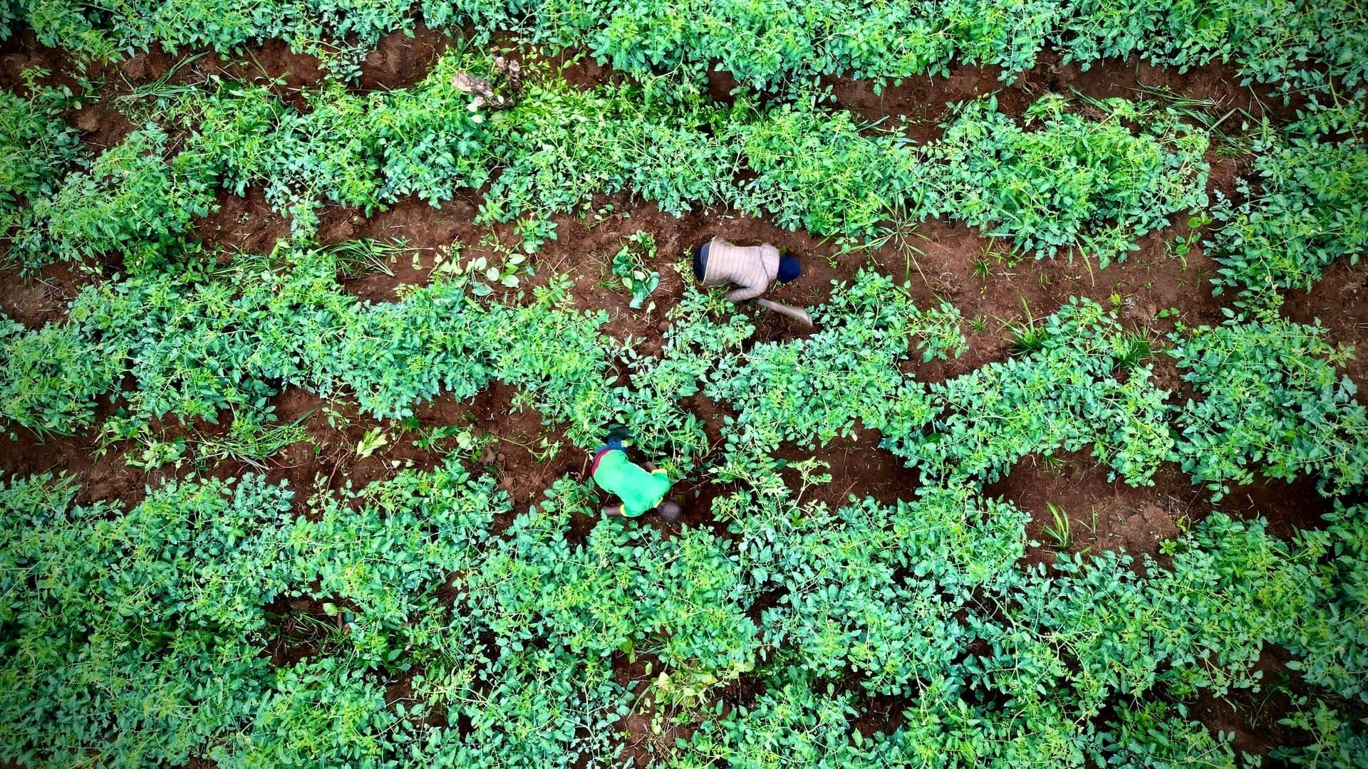 Künstliche Intelligenz in der Landwirtschaft