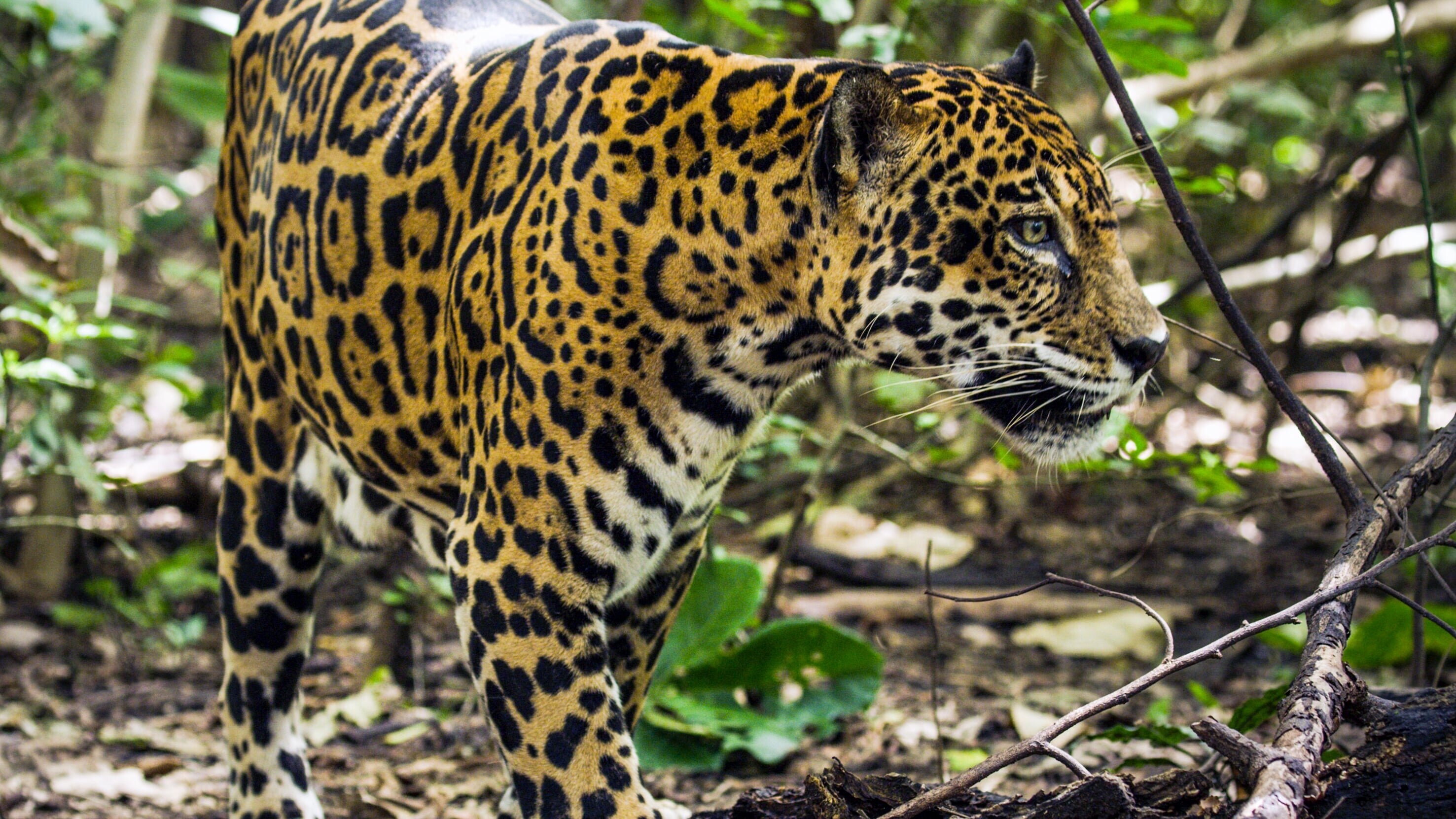 Costa Rica – Das Jaguar-Paradies