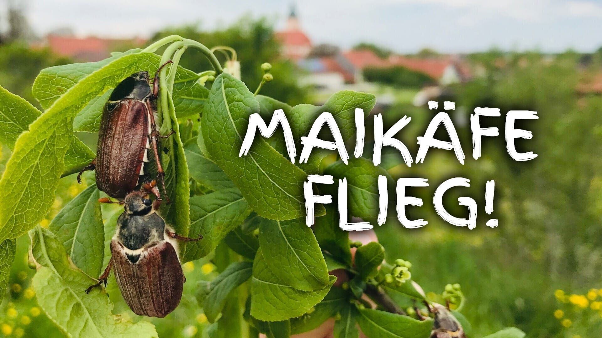 Maikäfer flieg!
