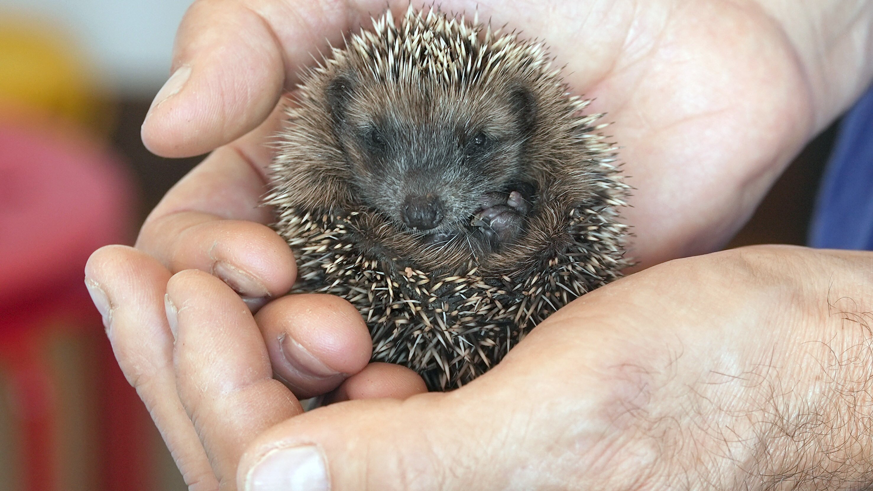 Italien: Die Igel-Retter aus dem Piemont