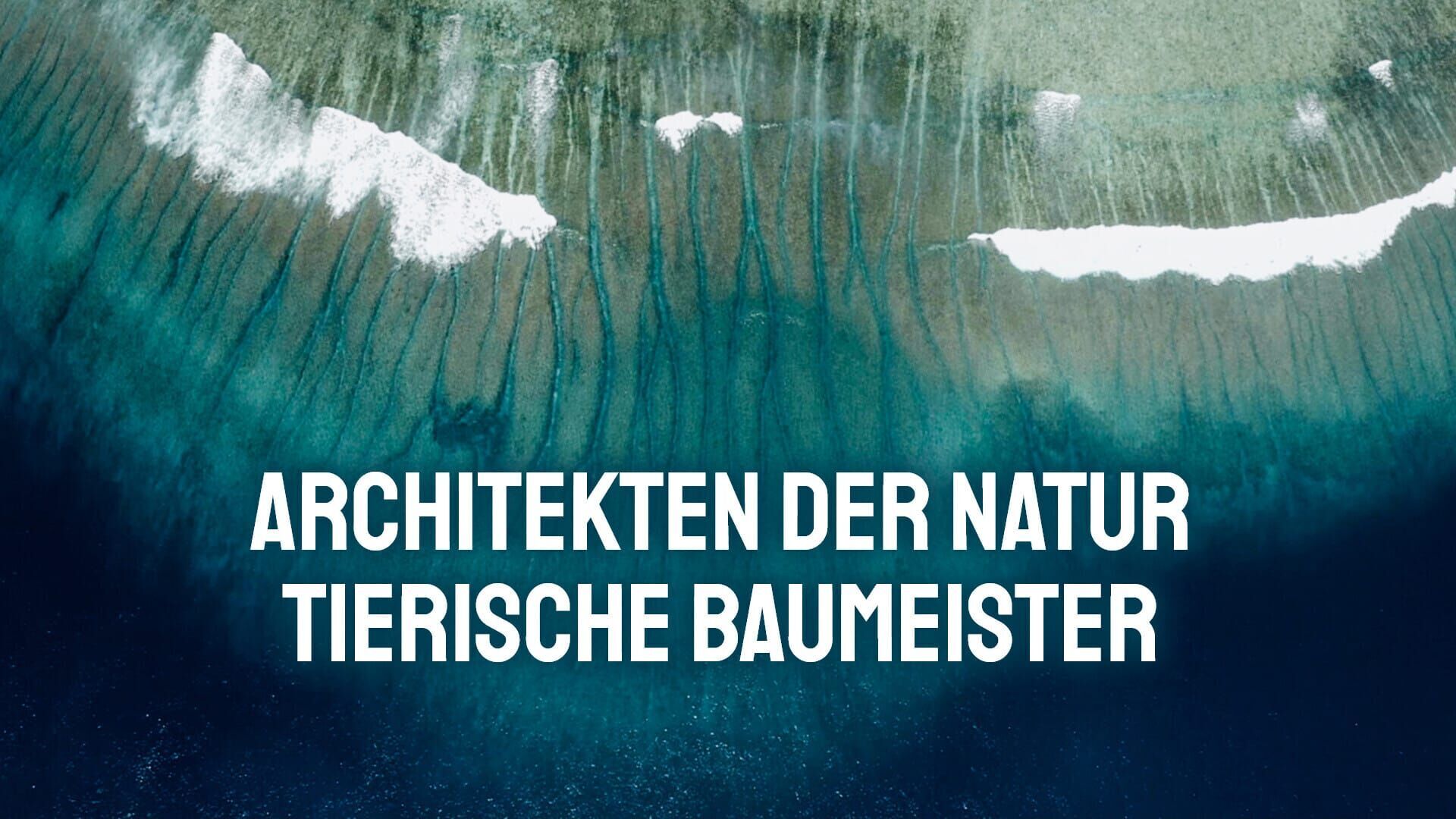 Tierische Baumeister – Architekten der Natur