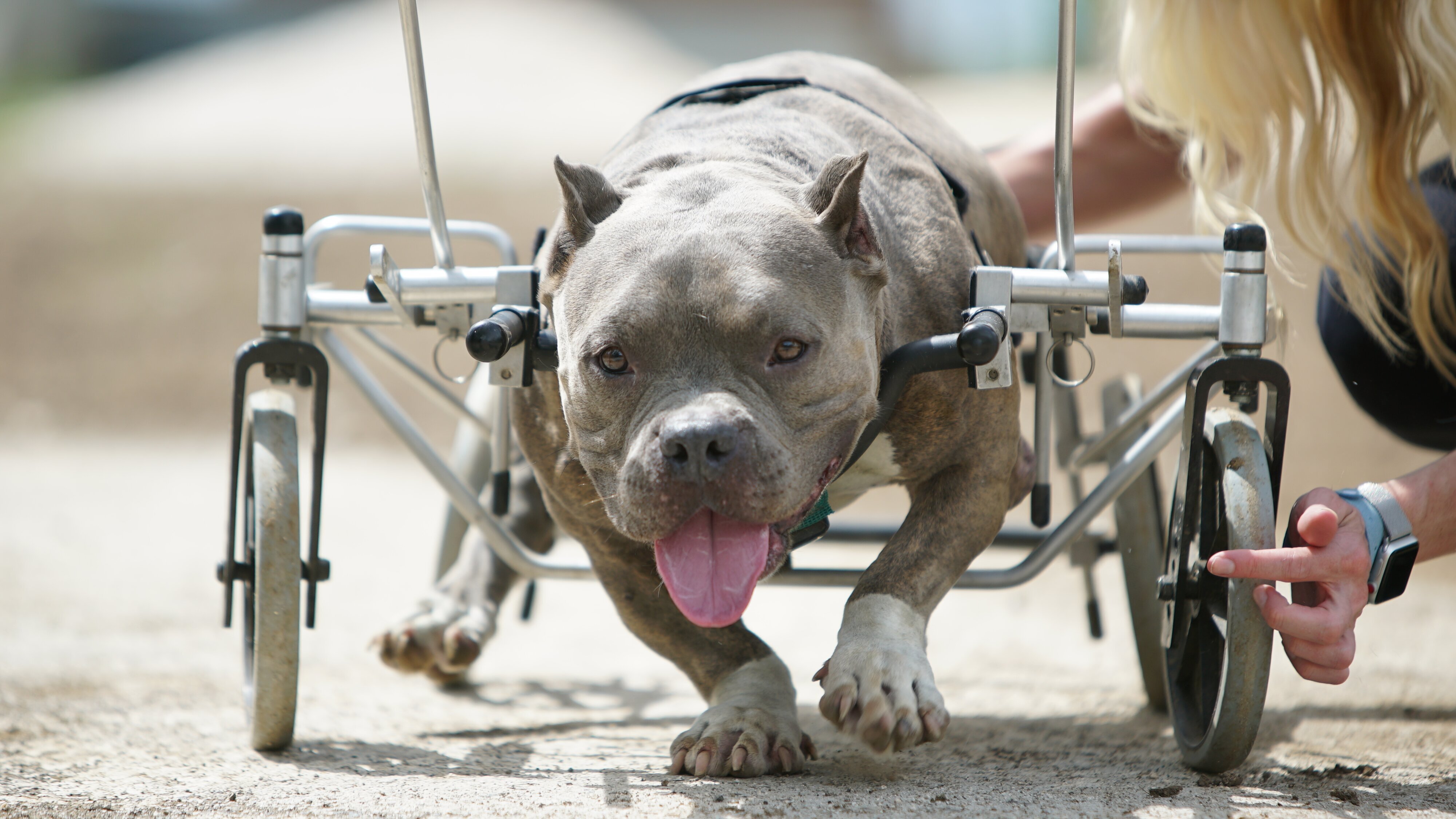 Amanda – Ein Herz für Hunde