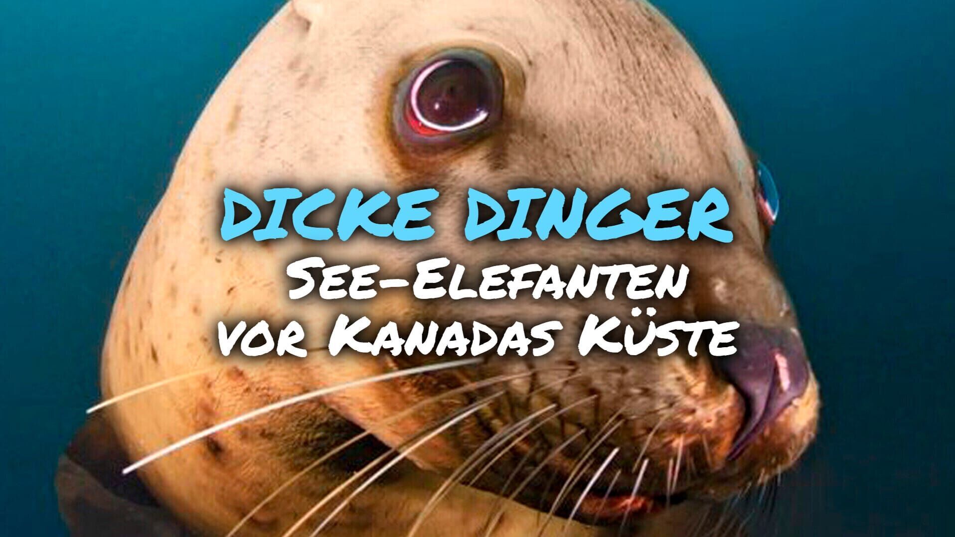 Dicke Dinger – See-Elefanten vor Kanadas Küste