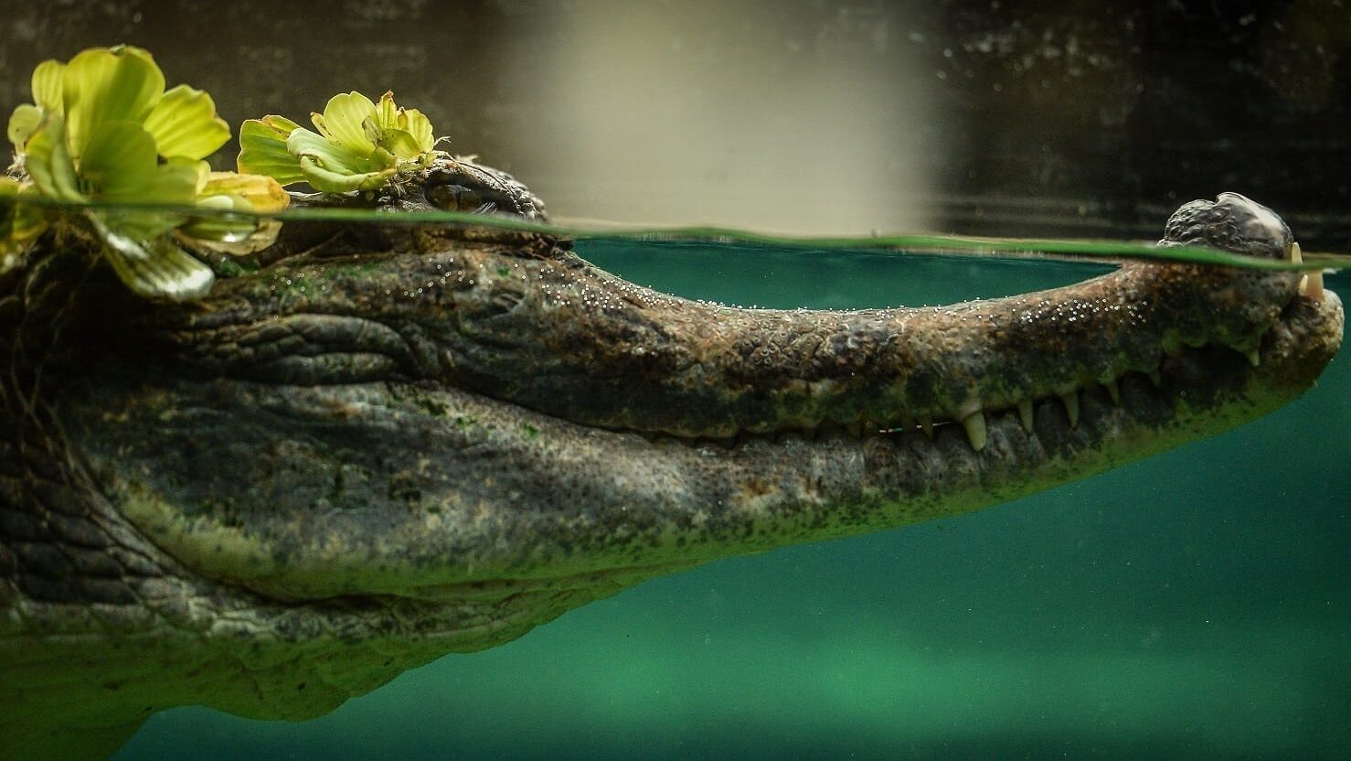 Zoo und so – Tierisch wild!