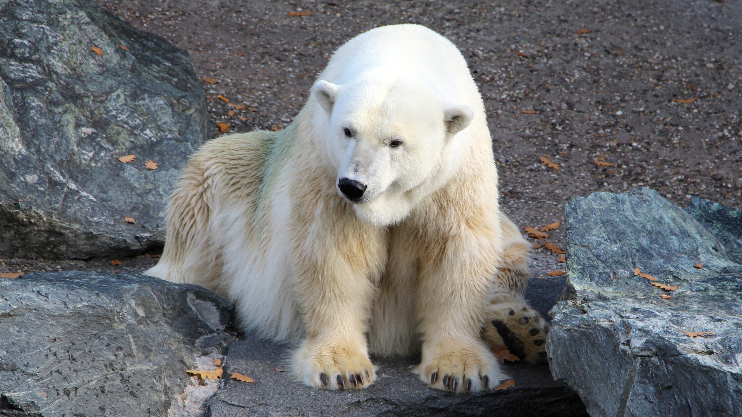 Eisbär, Affe & Co.
