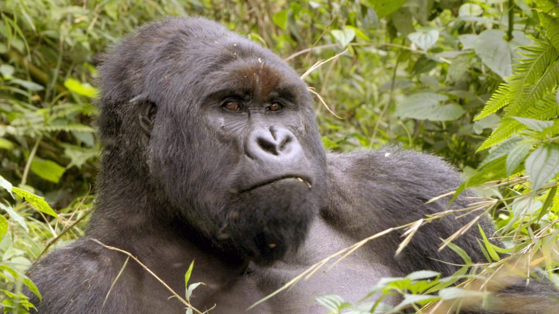 Virunga, der Kampf für die Berggorillas