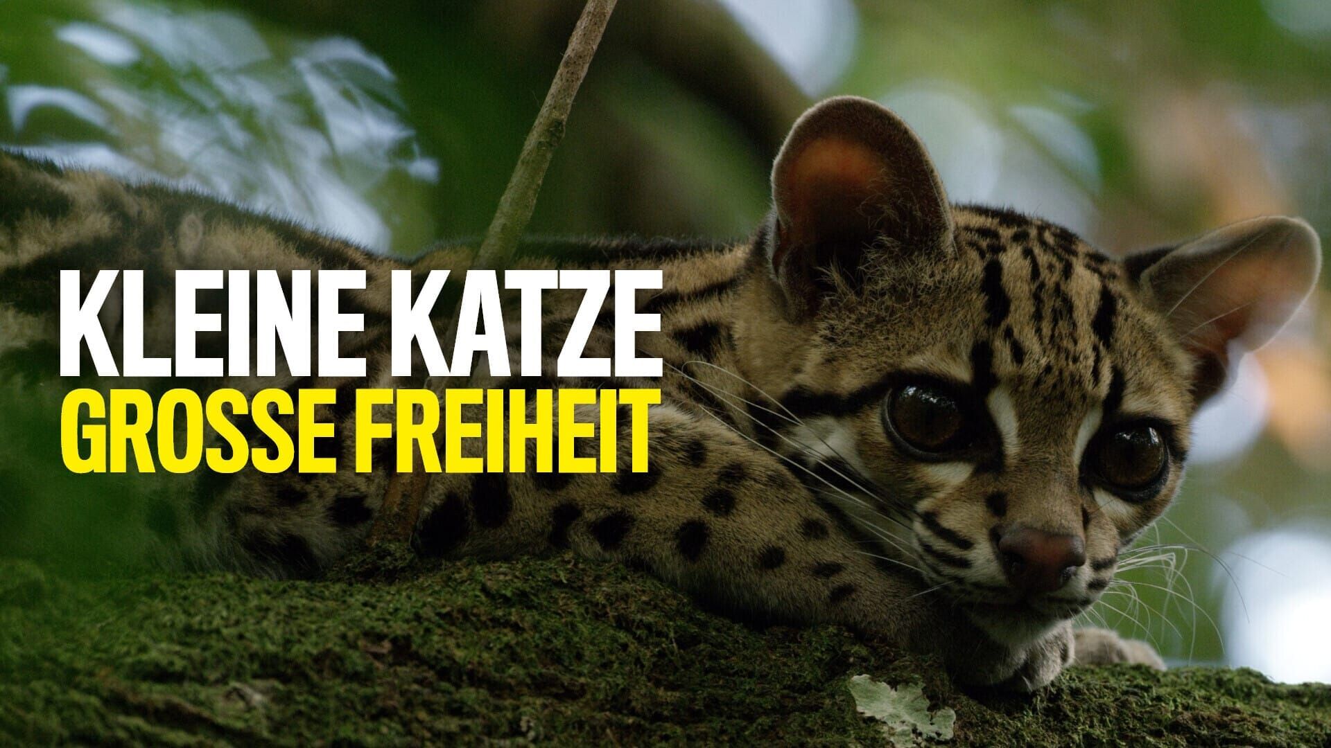 Kleine Katze – Große Freiheit