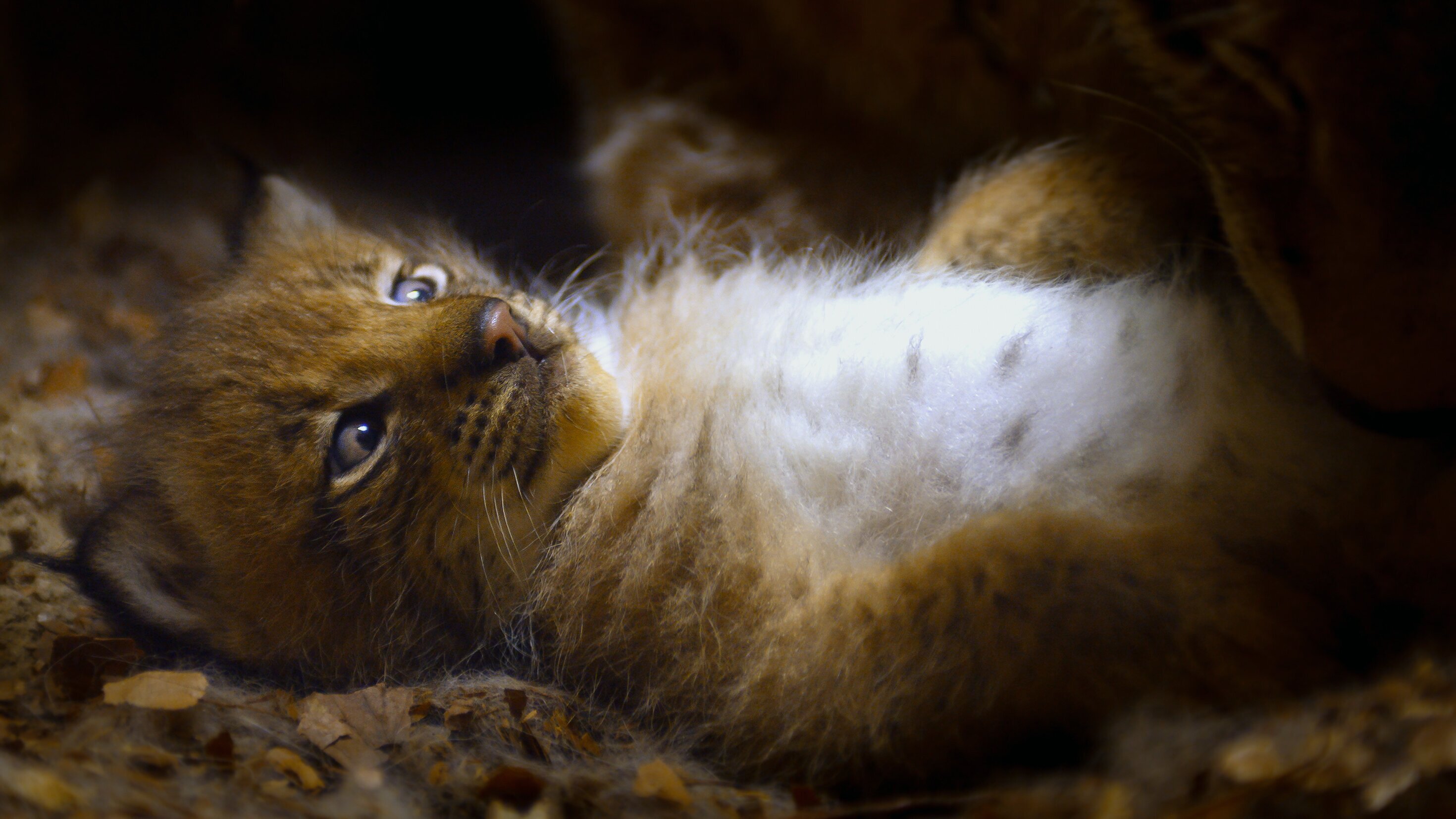 Geisterkatzen – Im Wald der Luchse