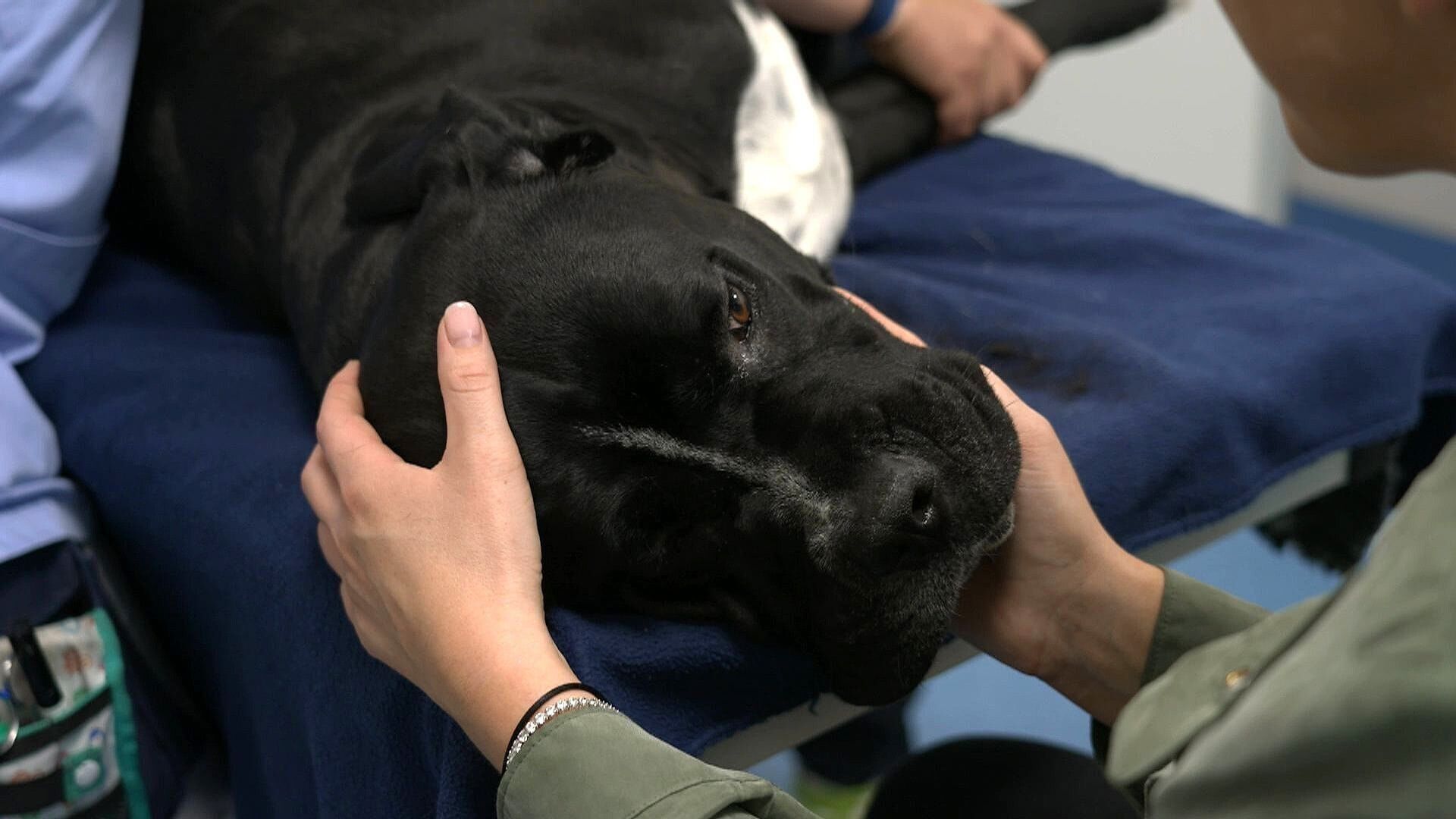 Die großen Hunde – Mit Martin Rütter