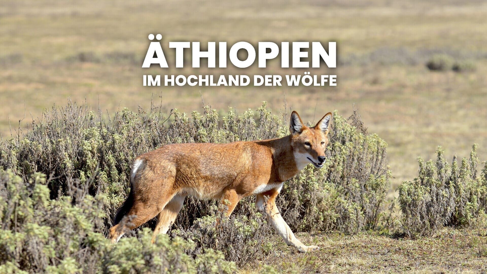 Äthiopien – Im Hochland der Wölfe