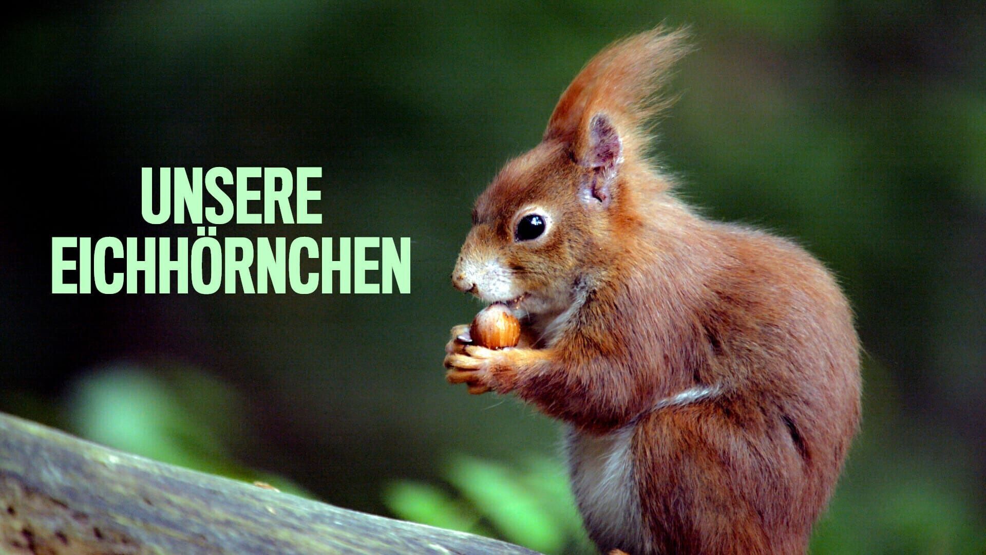 Unsere Eichhörnchen