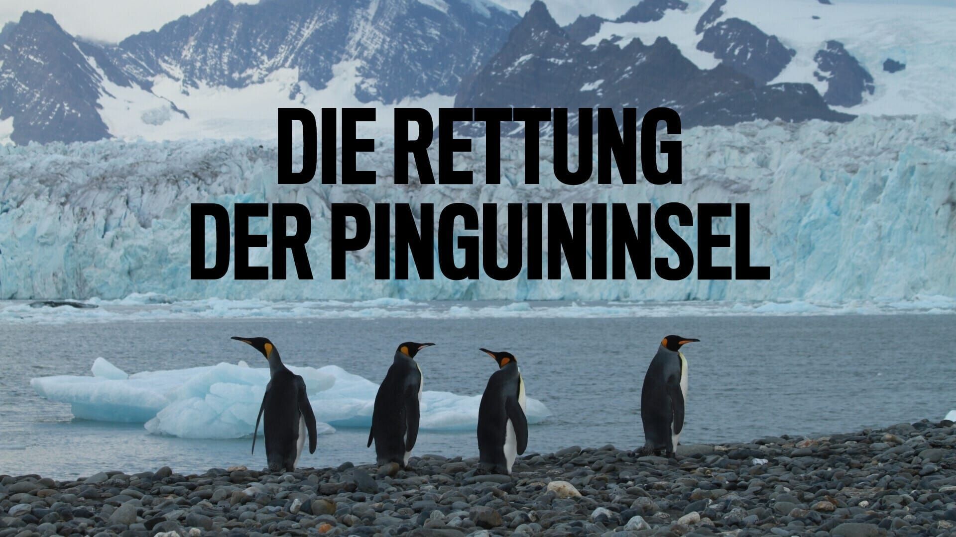 Die Rettung der Pinguin-Insel